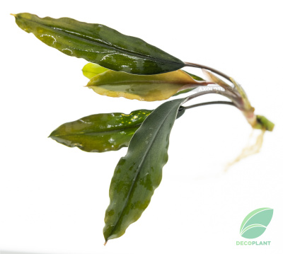 Буцефаландра Зеленая Широколистная, в горшочке